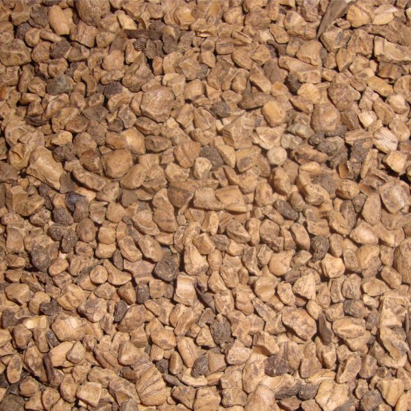 Zeytin Çekirdeği