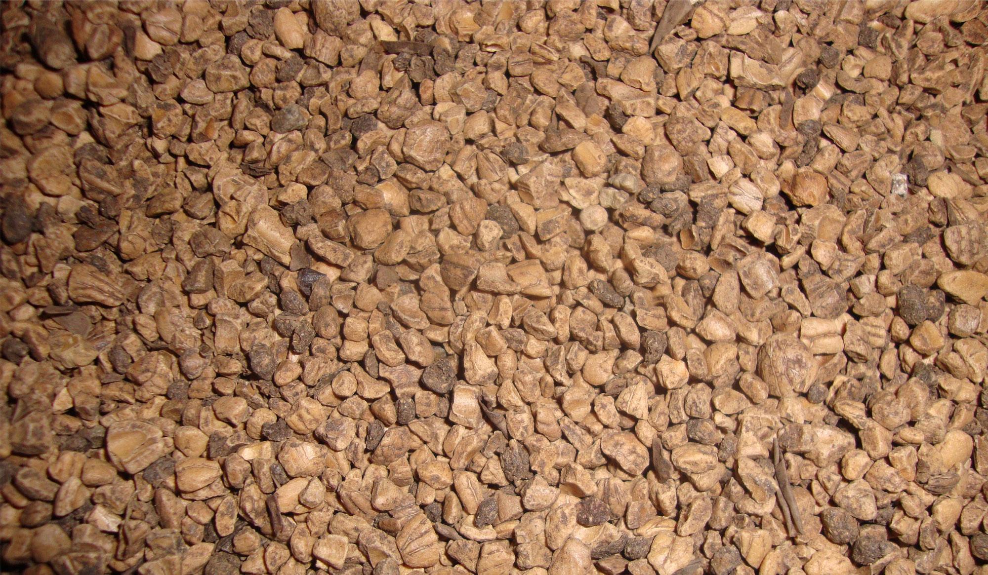 Olive Seed